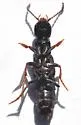 Dinothenarus nigrellus - photo 3