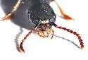 Dinothenarus nigrellus - photo 4