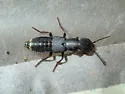 Dinothenarus nigrellus - photo 5