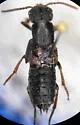Dinothenarus pleuralis - photo 3