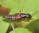 Dinothenarus pleuralis - photo 4