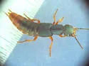 Dinothenarus saphyrinus