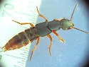 Dinothenarus saphyrinus - photo 2