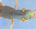 Dinothenarus saphyrinus - photo 3