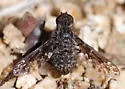 Diochanthrax morulus