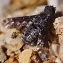 Diochanthrax morulus - photo 3