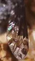 Diochanthrax morulus - photo 4