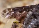 Diochanthrax morulus - photo 5