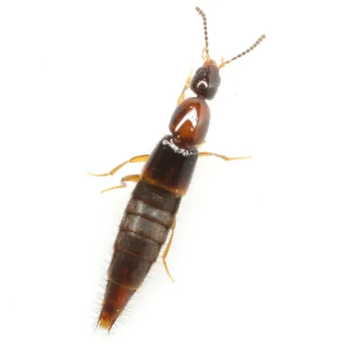 Diochus schaumi