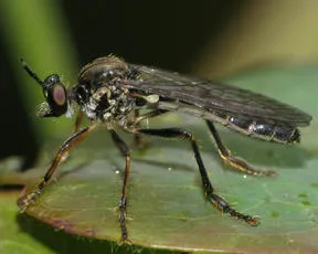 Dioctria baumhaueri