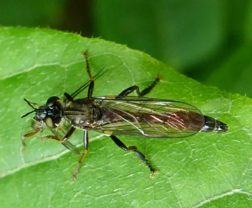 Dioctria baumhaueri - photo 3