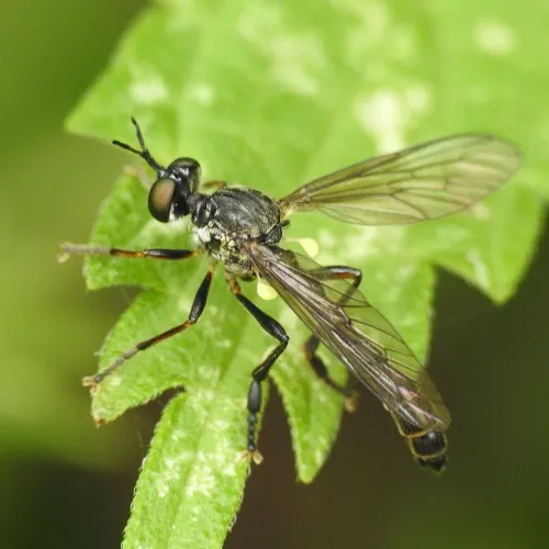 Dioctria baumhaueri - photo 6