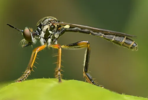 European Longhorn Robber - photo 3