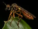 Laguna Longhorn Robber