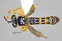 Southwestern Longhorn Robber - Dioctria vera