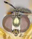 Southwestern Longhorn Robber - photo 3