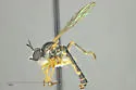 Southwestern Longhorn Robber - photo 5