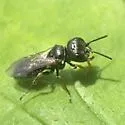Diodontus minutus