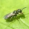 Diodontus minutus - photo 2