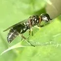 Diodontus minutus - photo 3