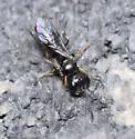 Diodontus minutus - photo 4
