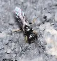 Diodontus minutus - photo 5