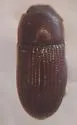 Dioedus punctatus - Dioedus punctatus