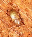 Dioedus punctatus - photo 2