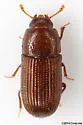 Dioedus punctatus - photo 3