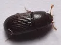 Dioedus punctatus - photo 4