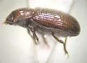 Dioedus punctatus - photo 5