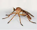Slender-winged Hanging Thief