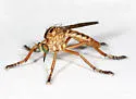 Slender-winged Hanging Thief - photo 3