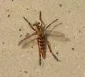Slender-winged Hanging Thief - photo 4