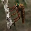 Slender-winged Hanging Thief - photo 5