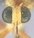 Yellow Hanging Thief - photo 4