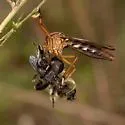 Silver-spotted Hanging Thief