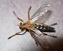 Silver-spotted Hanging Thief - photo 4