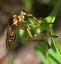 Short-striped Hanging Thief