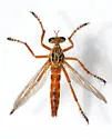 Short-striped Hanging Thief - photo 2