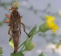 Short-striped Hanging Thief - photo 4