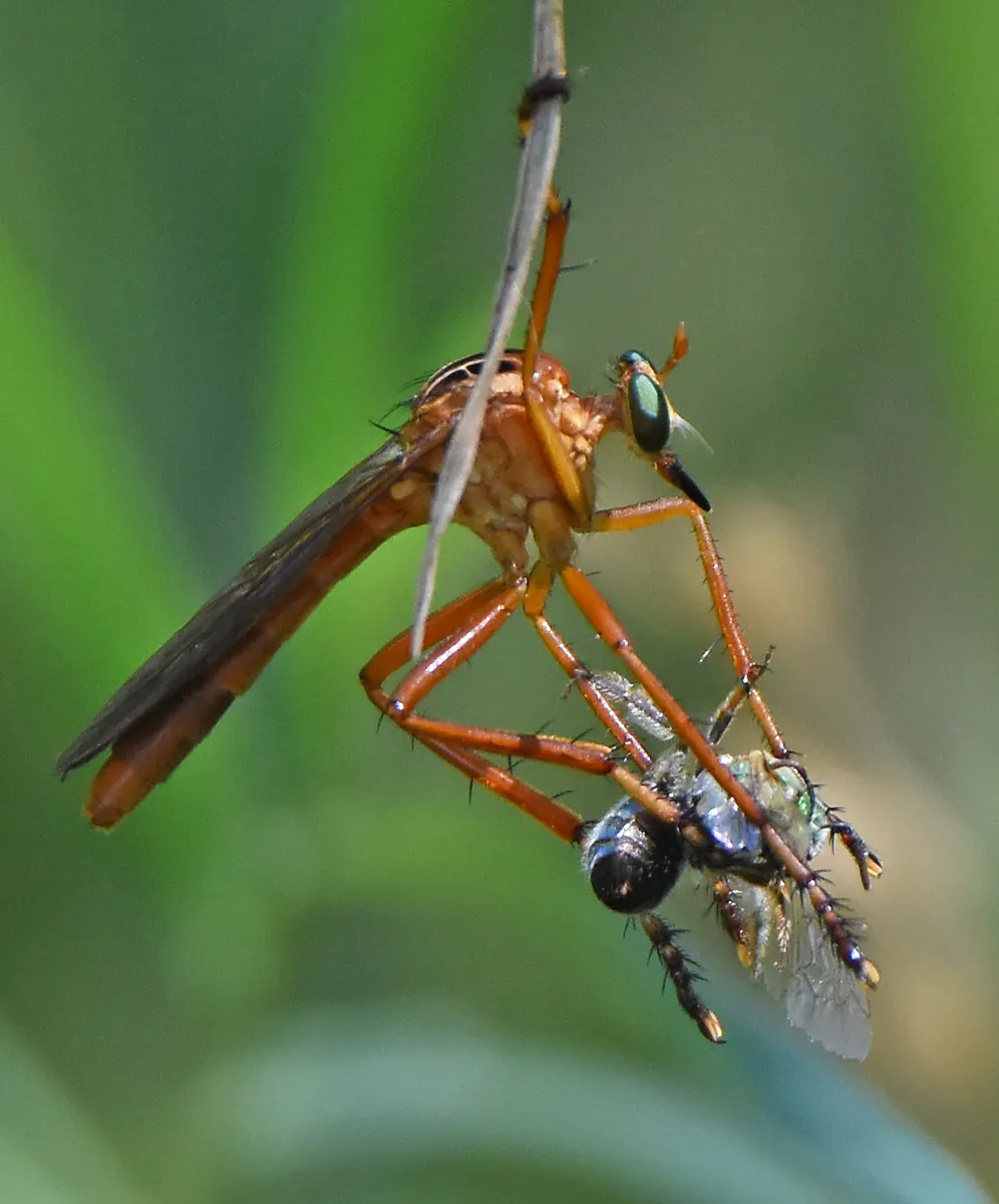 Plain-tailed Hanging Thief - photo 2