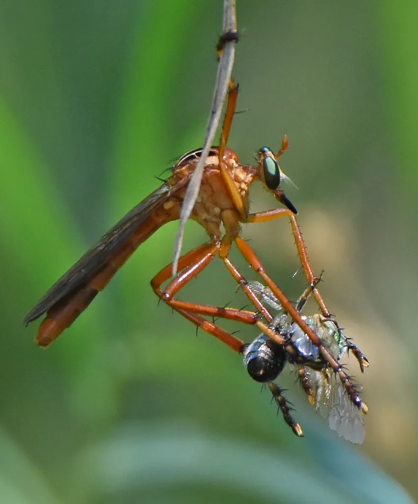 Plain-tailed Hanging Thief - photo 3