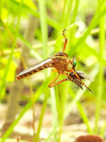 Black-banded Hanging Thief