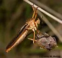 Dark-winged Hanging Thief