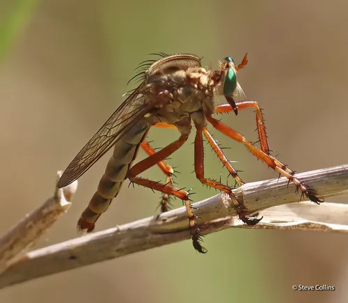 Brown-banded Hanging Thief