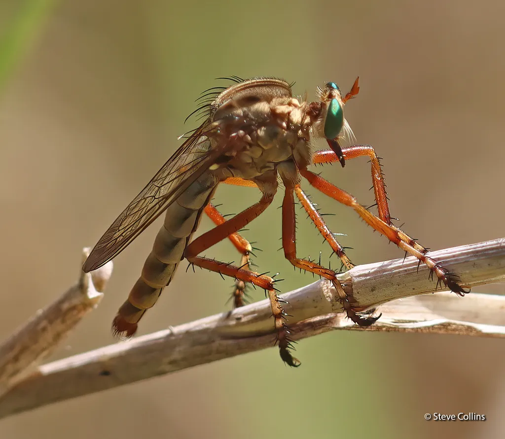 Brown-banded Hanging Thief - photo 2