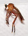 Cuba Hanging Thief - Diogmites ternatus