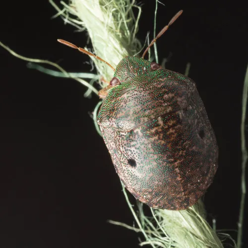 Diolcus chrysorrhoeus