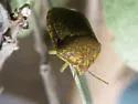 Diolcus irroratus